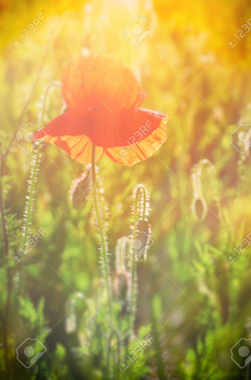 赤いケシの花は緑の草の野に咲く 花の日当たりの良い天然温泉背景として使える画像追悼と和解の日 の写真素材 画像素材 Image