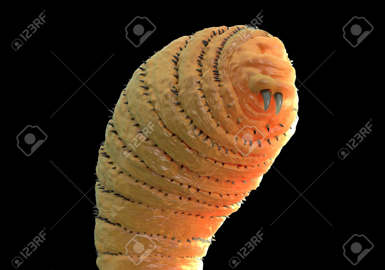 ウマバエ ボット ハエ幼虫または Gasterophilus 寄生はえの幼虫 の写真素材 画像素材 Image