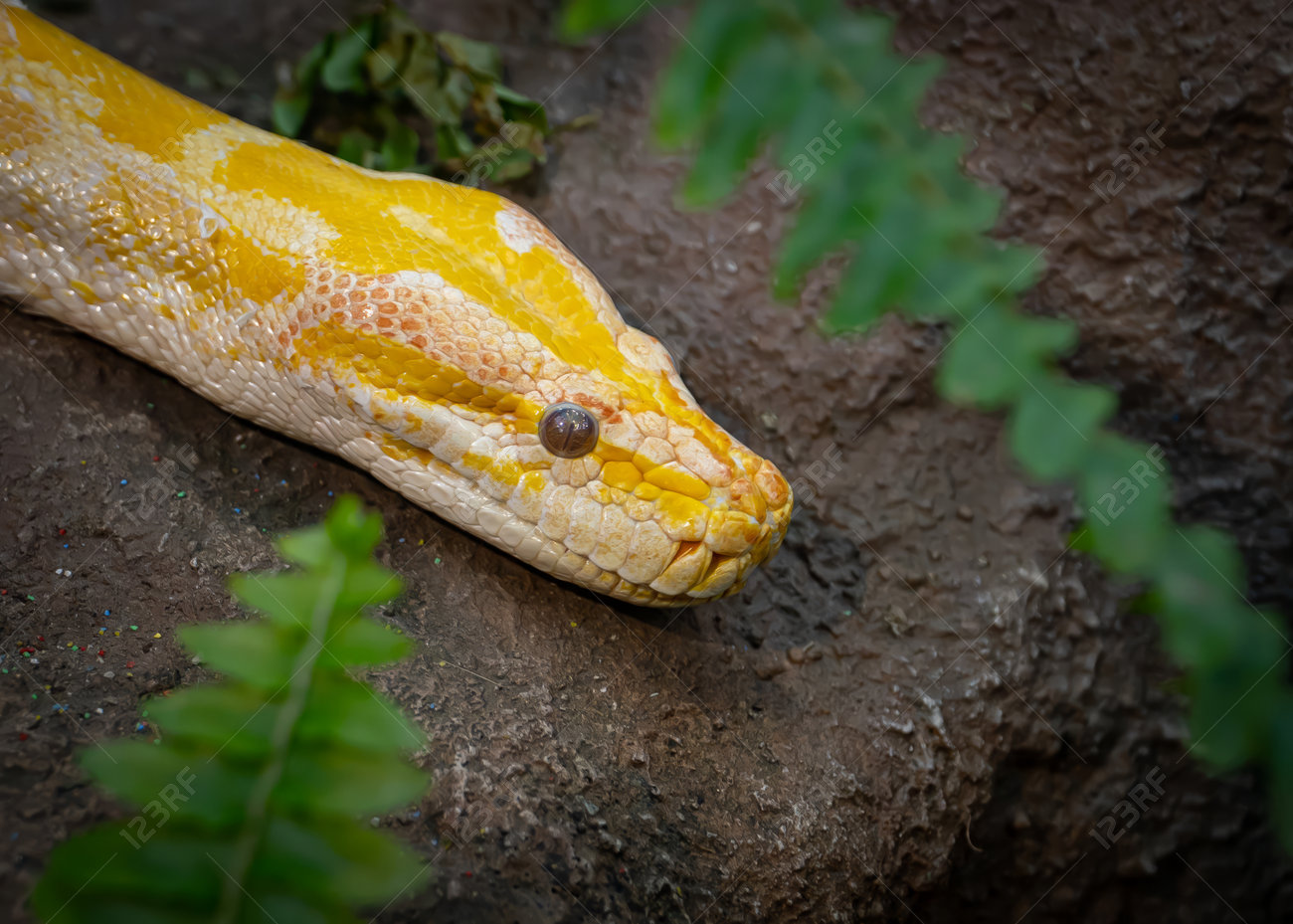 etiam-dictum-ipsum-a-felis