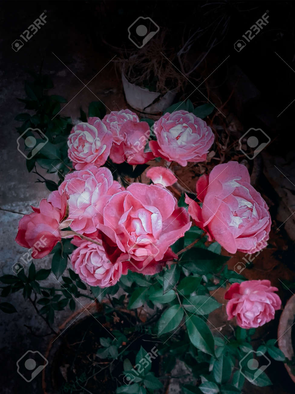 etiam-dictum-ipsum-a-felis