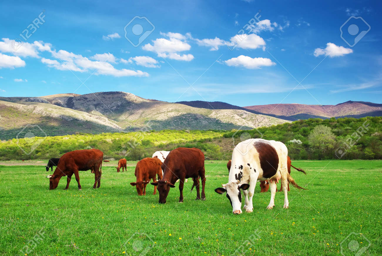 previews.123rf.com/images/rozum/rozum1208/rozum120800071/14790680-cow-on-green-meadow-nature-composition-real.jpg