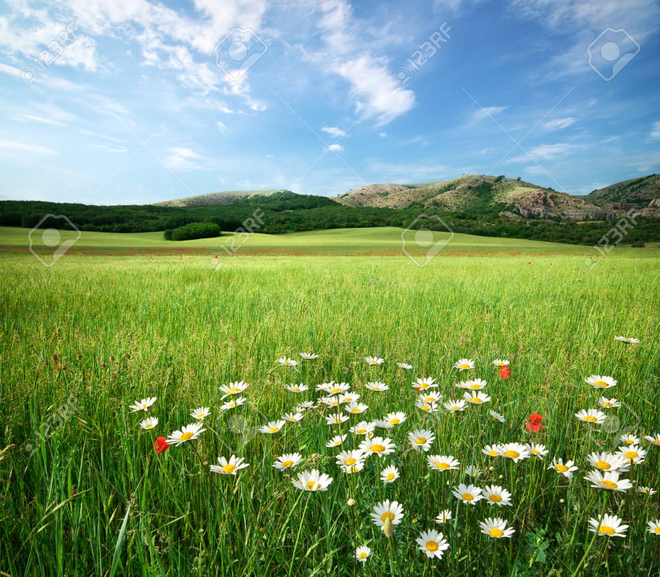 Beautiful Meadow Landscape. Composition 