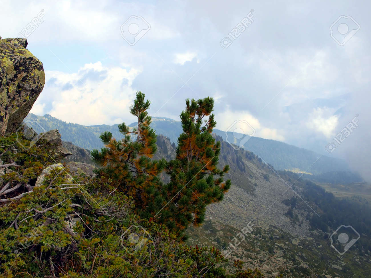 イタリアのドロミテの高山気候山松で育つ植物 の写真素材 画像素材 Image
