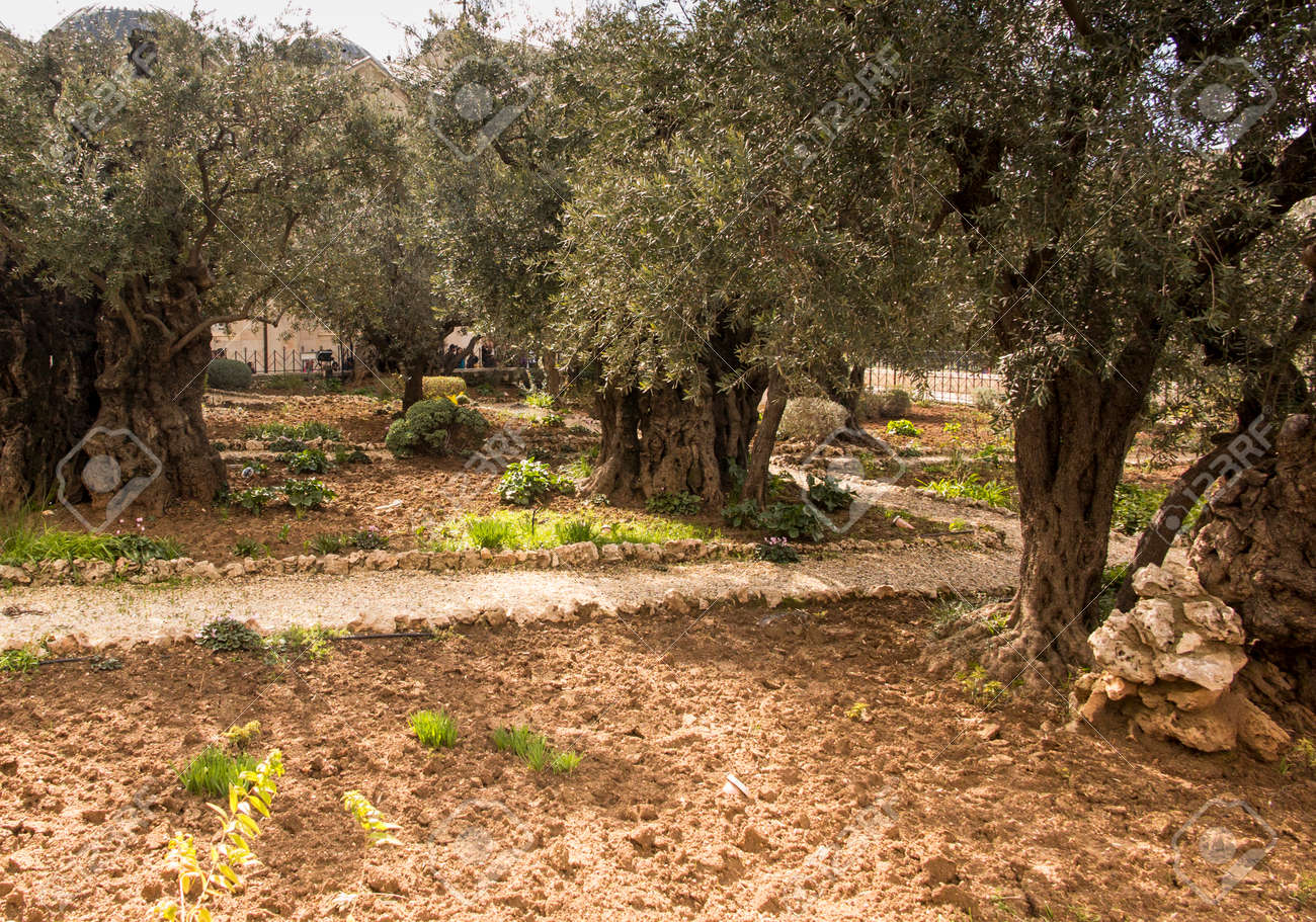 Old Olive Trees In The Garden Of Gethsemane Jerusalem In Israel