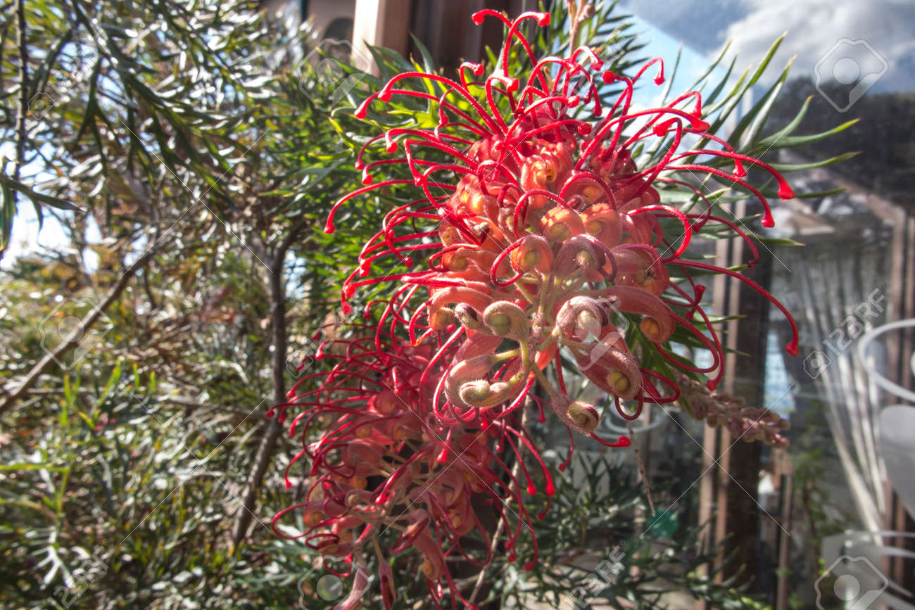 Large shrub with large, blood red flowers throughout the year. One of the original grevilleas and the parent of many hybrid grevilleas. - 157912246 Large shrub with large, blood red flowers throughout the year. One of the original grevilleas and the parent of many hybrid grevilleas. - 157912246