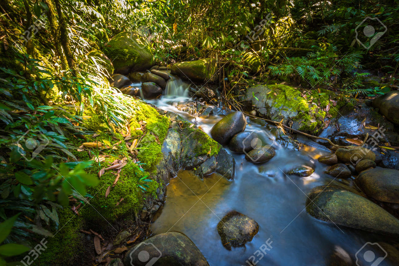Landscape Of The Amazon Rainforest Of Manu National Park, Peru Stock Photo,  Picture and Royalty Free Image. Image 89833677., image size:1300x867