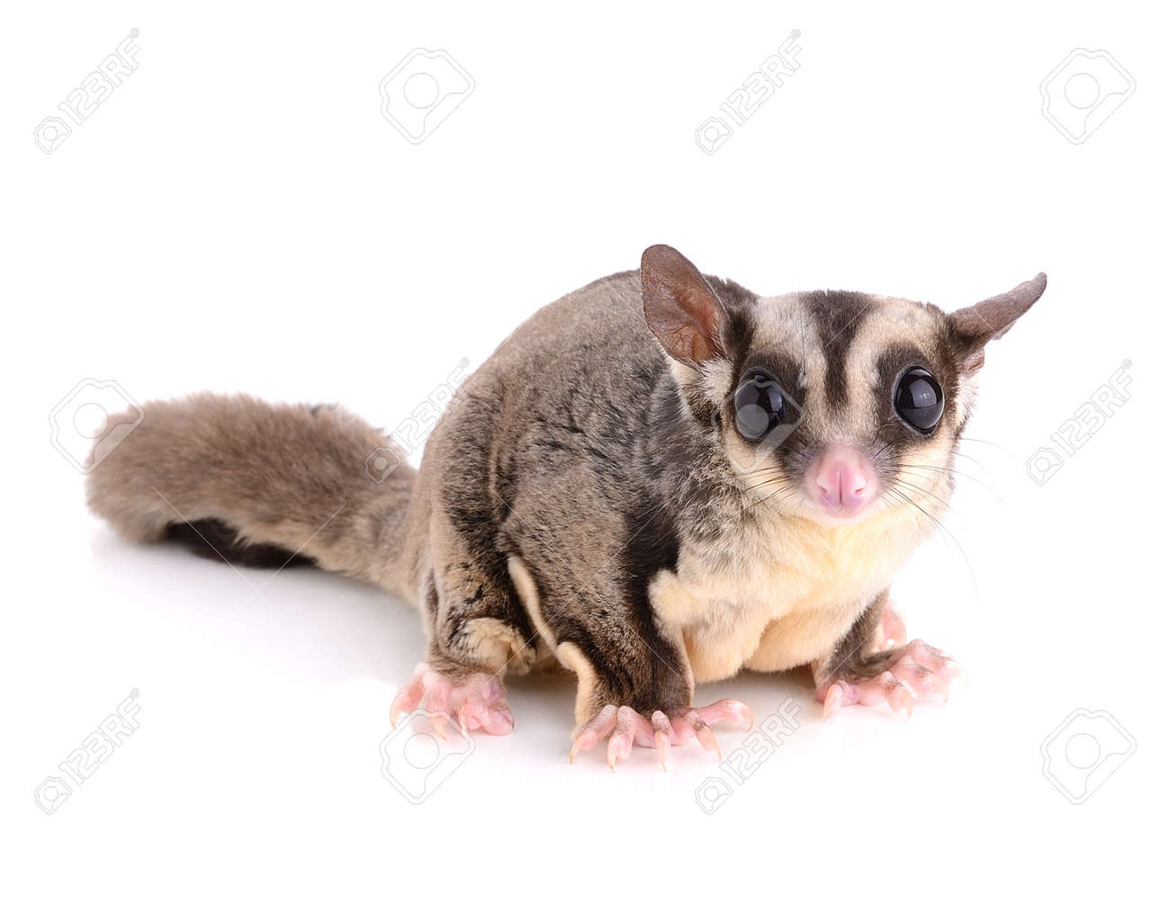 squirrel sugar glider