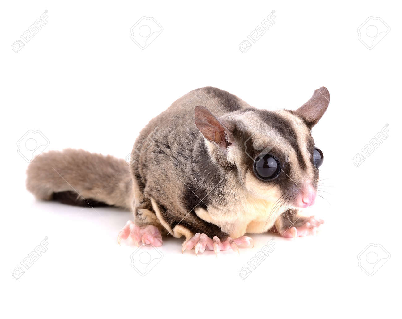 squirrel sugar glider