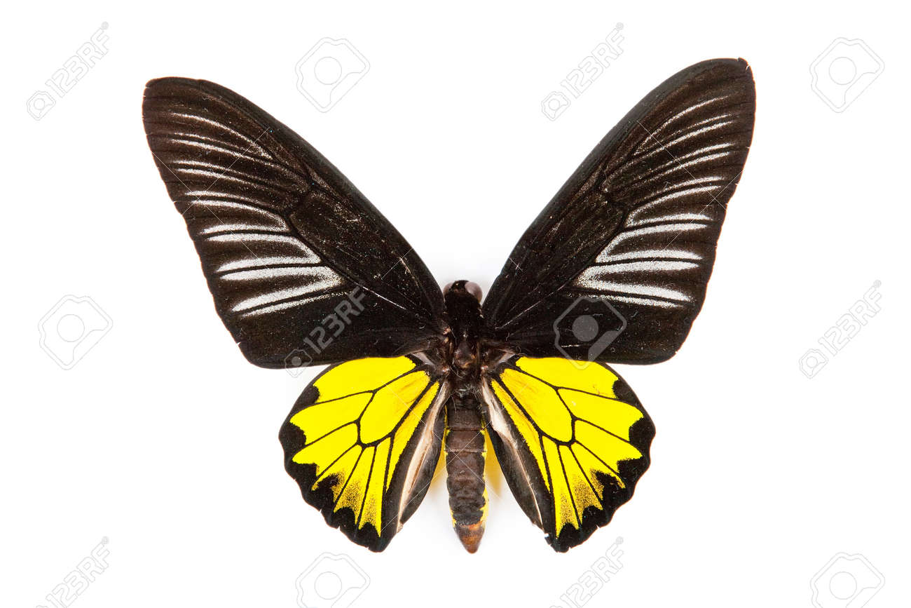 Black And Yellow Butterfly Troides Rhadamantus Isolated On White Stock Photo Picture And Royalty Free Image Image 9374286