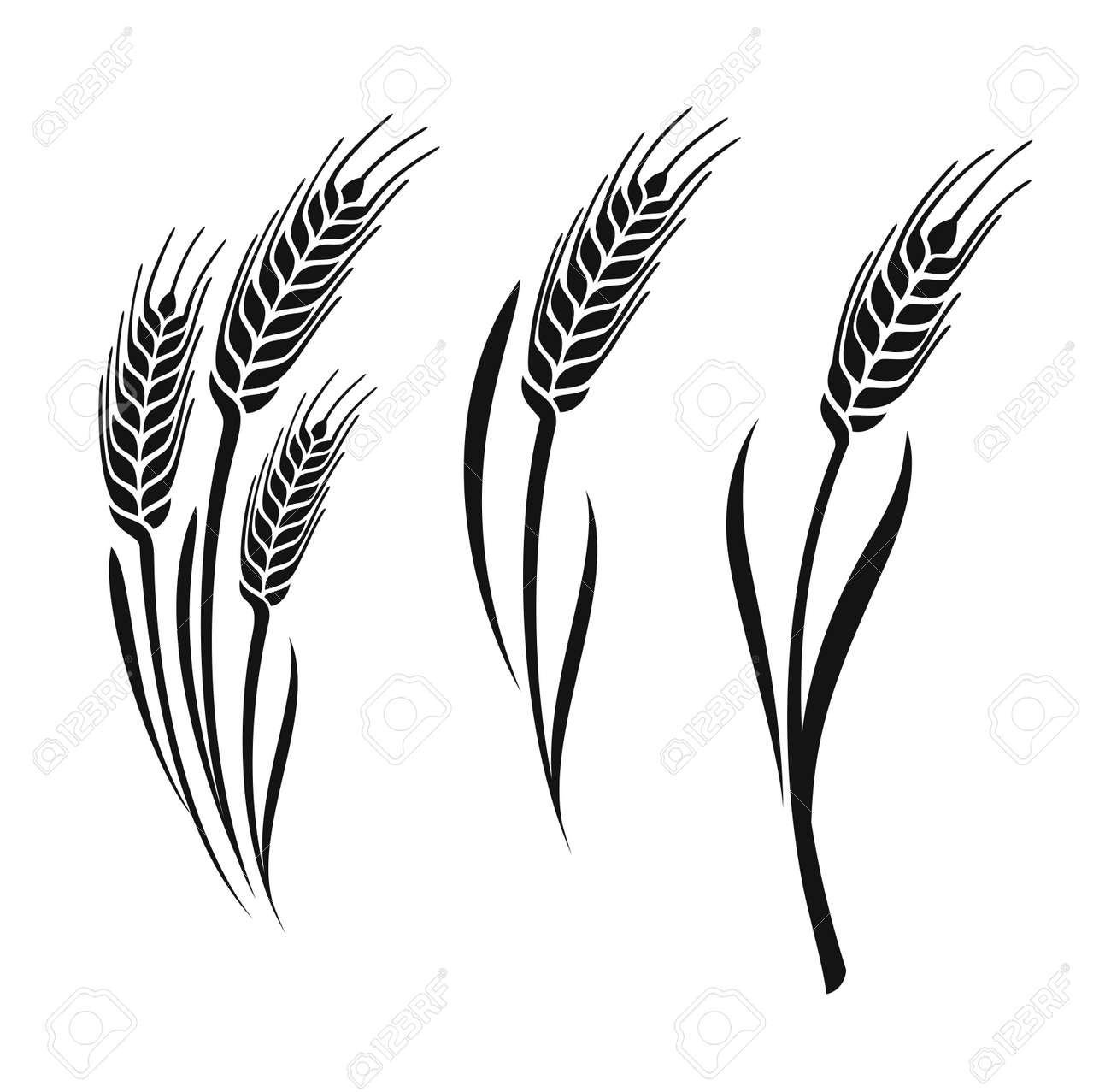 Wheat Vector Ears Collection On White Background Royalty Free SVG, Cliparts,  Vectors, and Stock Illustration. Image 69006083., image size:1300x1277