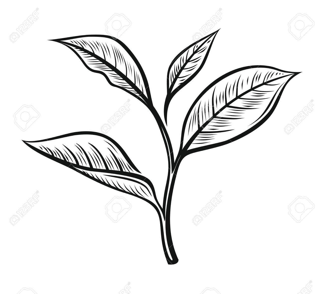 Vector Tea Leaves. Drawn Herbal Illustration In Sketch Style Royalty Free  SVG, Cliparts, Vectors, and Stock Illustration. Image 85562333.