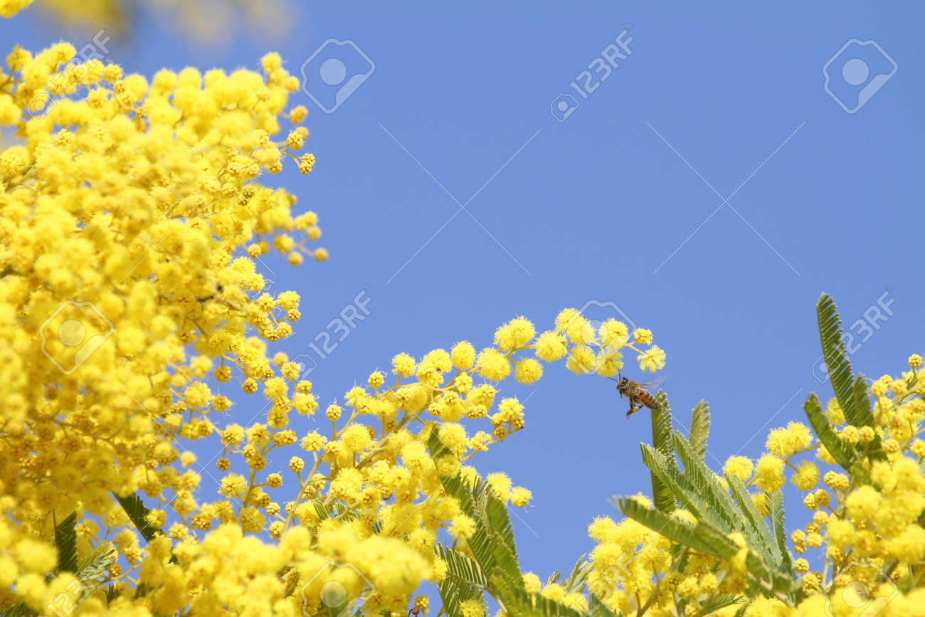 ミツバチ月勝者春のミモザ c 写真に花粉を集めて咲く 15 年 6 月 の写真素材 画像素材 Image