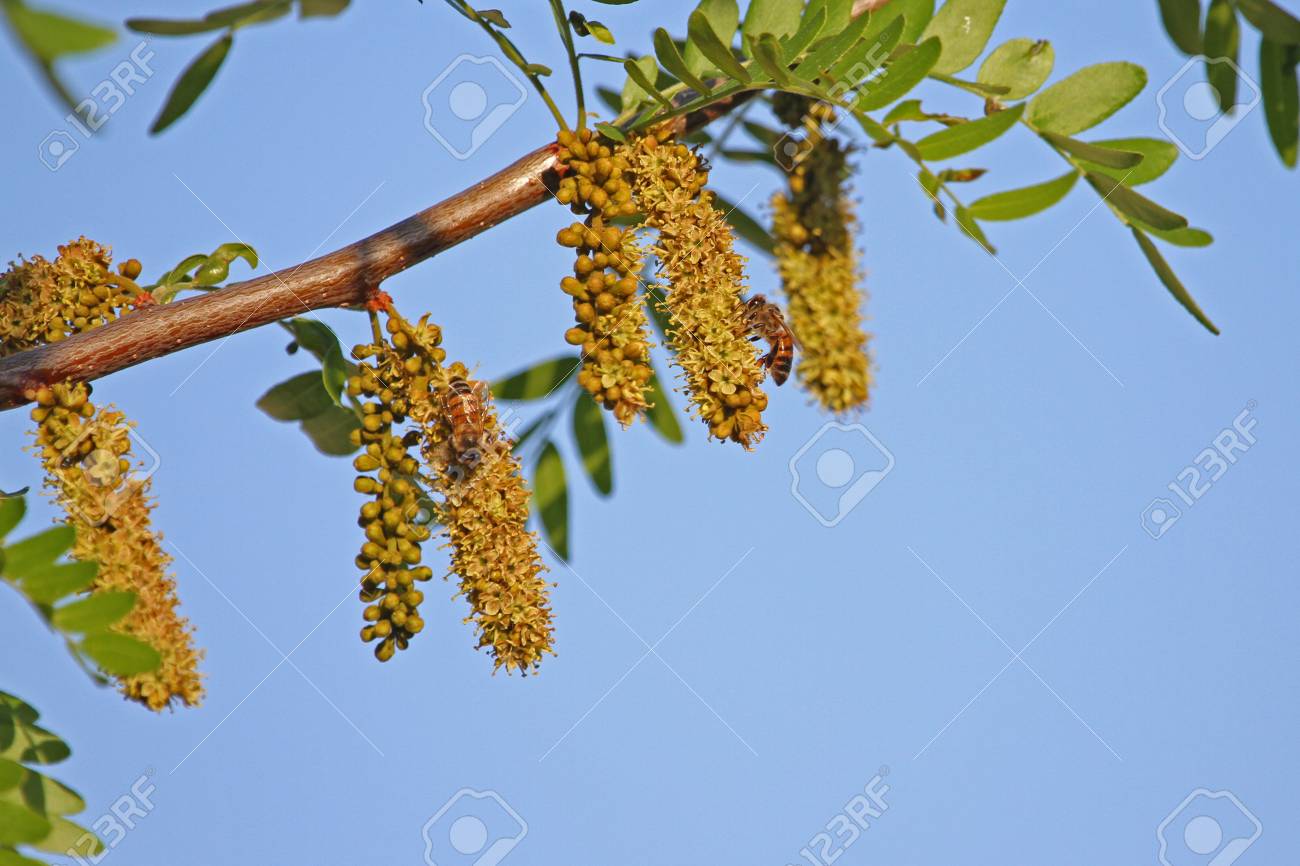 蜂蜜の蜂のラテン名セイヨウミツバチ アカシア木銀編みまたは青の編み枝細工のルース白鳥によってイタリアの春に花粉を採集 の写真素材 画像素材 Image