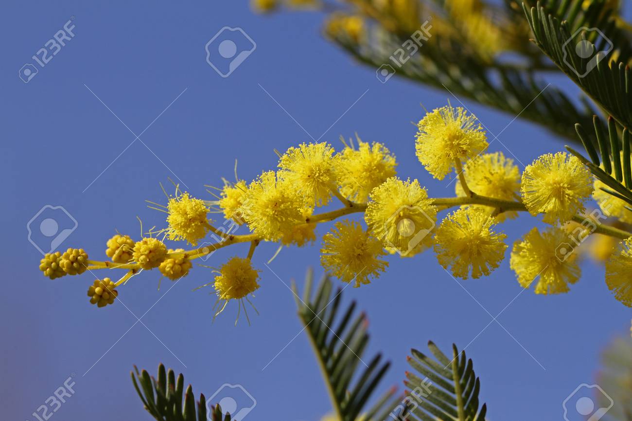ミモザの花や感受性植物 フサアカシアまたはルース白鳥によってイタリアの春の青い編みとも呼ばれますを国際 Womena S 日の近い花シンボルでアカシア フサアカシア の写真素材 画像素材 Image
