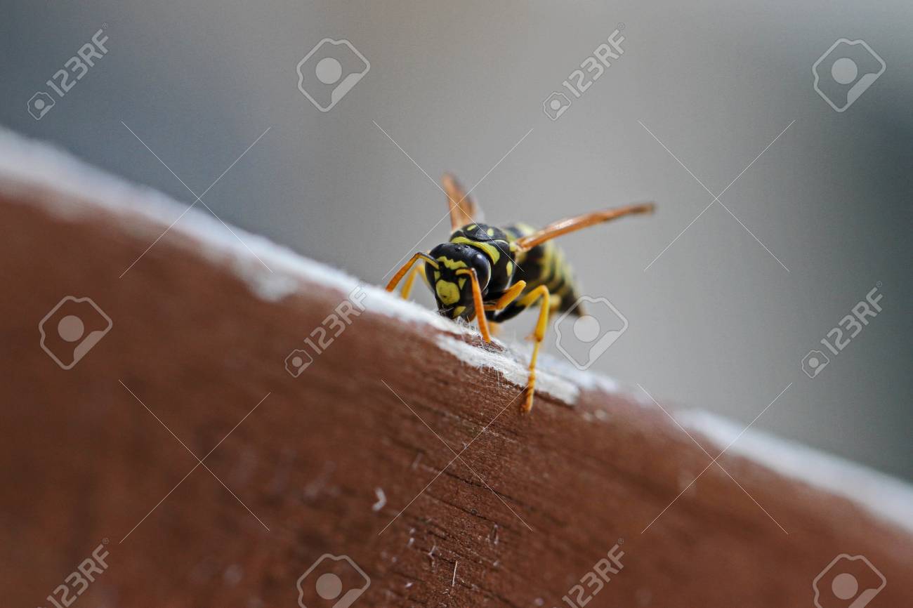 ツリー ハチやコアシナガバチ 翼発生ラテン語名 Pollistes を非常に近いイタリアの庭の家具からの木材のストリップ Gallicus Dolichovespula ヨーロッパアカマツ の写真素材 画像素材 Image