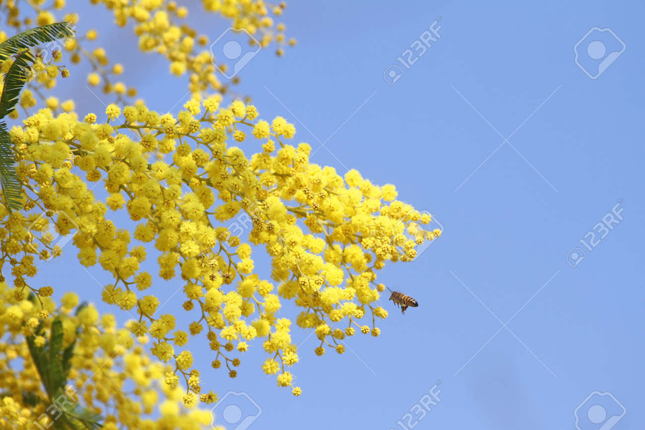ミモザやアカシア フサアカシアの花粉を集める蜂ラテン名セイヨウミツバチを蜂蜜します 春にはイタリアで 木はまたとして知られている敏感な植物 フサアカシアまたは青の編み枝細工 の写真素材 画像素材 Image ミモザやアカシア フサアカシアの花粉を集める蜂ラテン名セイヨウミツバチを蜂蜜します 春にはイタリアで 木はまたとして知られている敏感な植物 フサアカシアまたは青の編み枝細工 の写真素材 画像素材 Image
