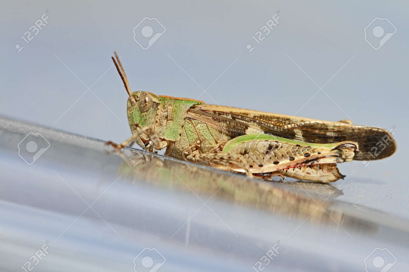 Mottled Grasshopper Close Up Latin Name Myrmeleotettix Maculatus Stock Photo Picture And Royalty Free Image Image