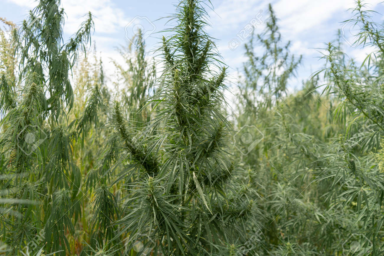 Marijuana plantation, marijuana bloom, sunny day - 153349666 Marijuana plantation, marijuana bloom, sunny day - 153349666