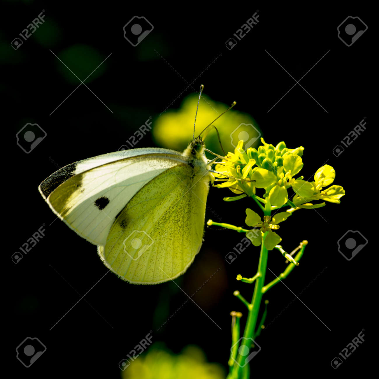 etiam-dictum-ipsum-a-felis