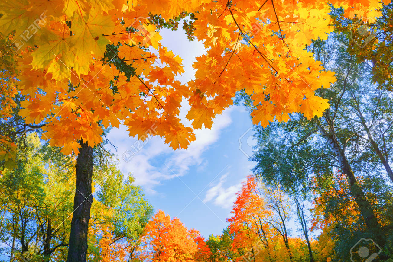 秋の背景の風景。黄色の木、秋の森の赤オレンジの葉。の写真素材・画像