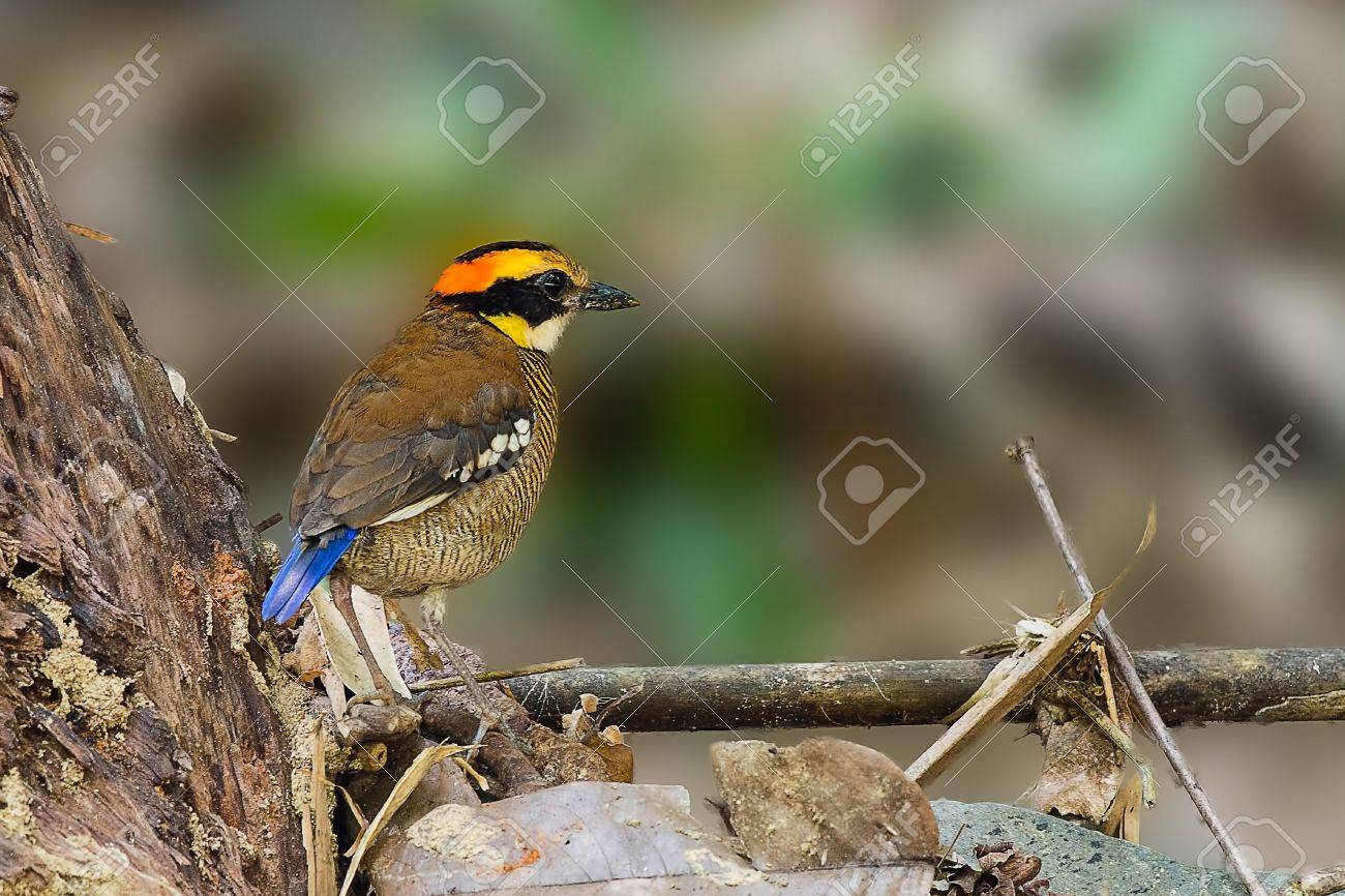 etiam-dictum-ipsum-a-felis