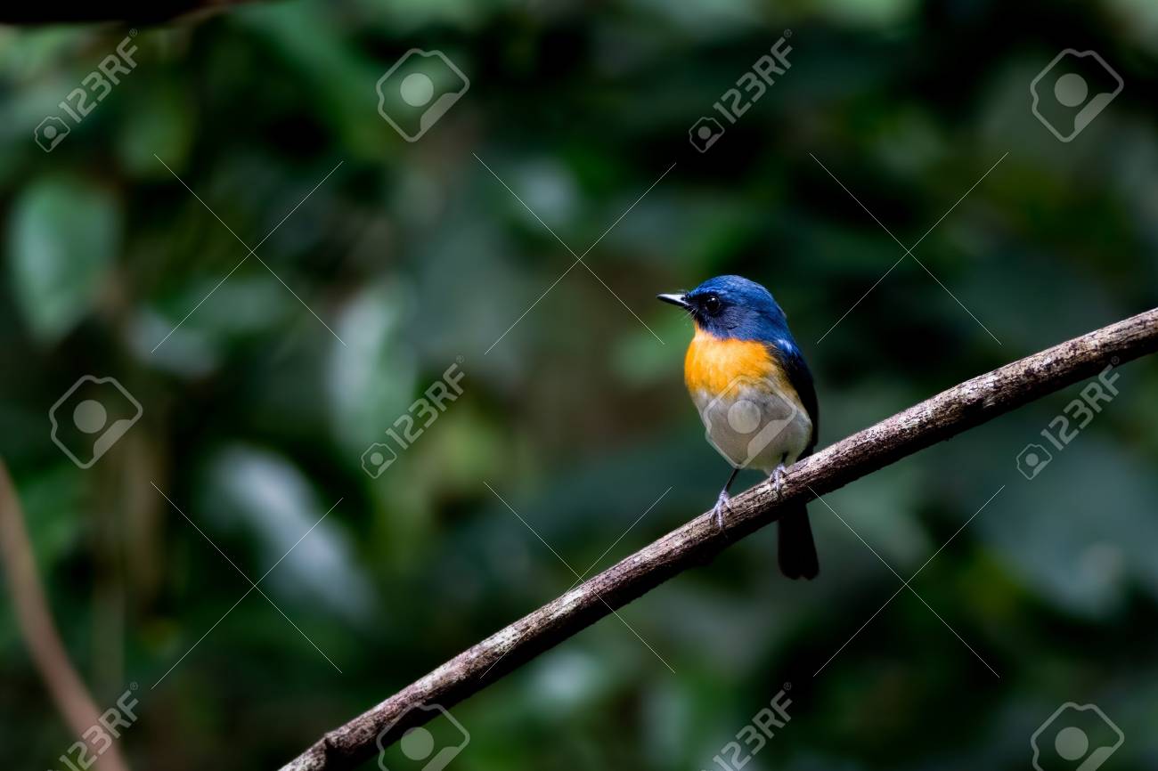 etiam-dictum-ipsum-a-felis