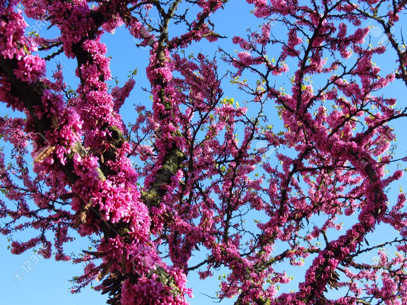 ピンクの花が咲いている春の Cercis アメリカハナズオウ 樹木 の写真素材 画像素材 Image