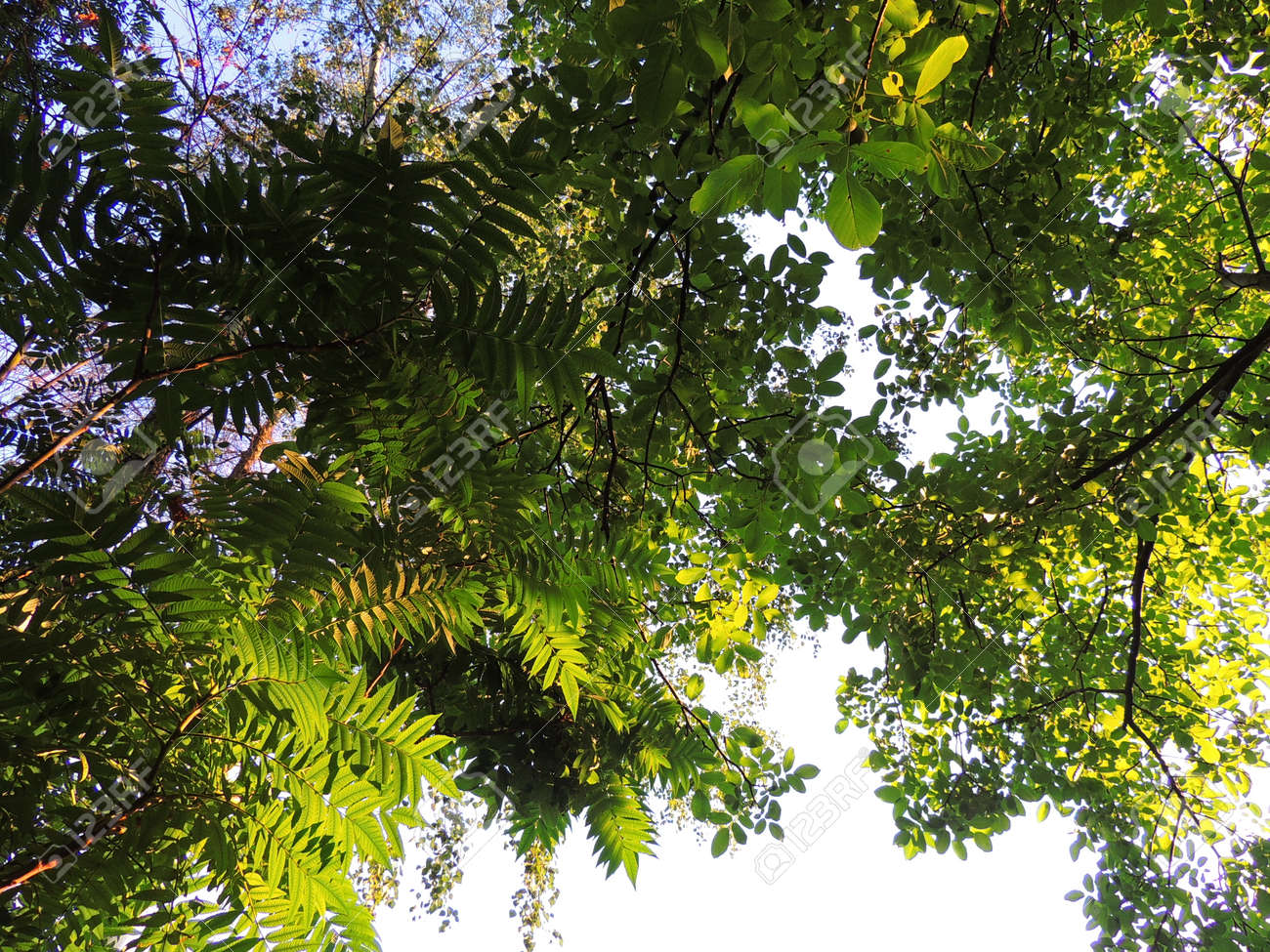 夏緑の庭の木の木陰に の写真素材 画像素材 Image 夏緑の庭の木の木陰に の写真素材 画像素材 Image