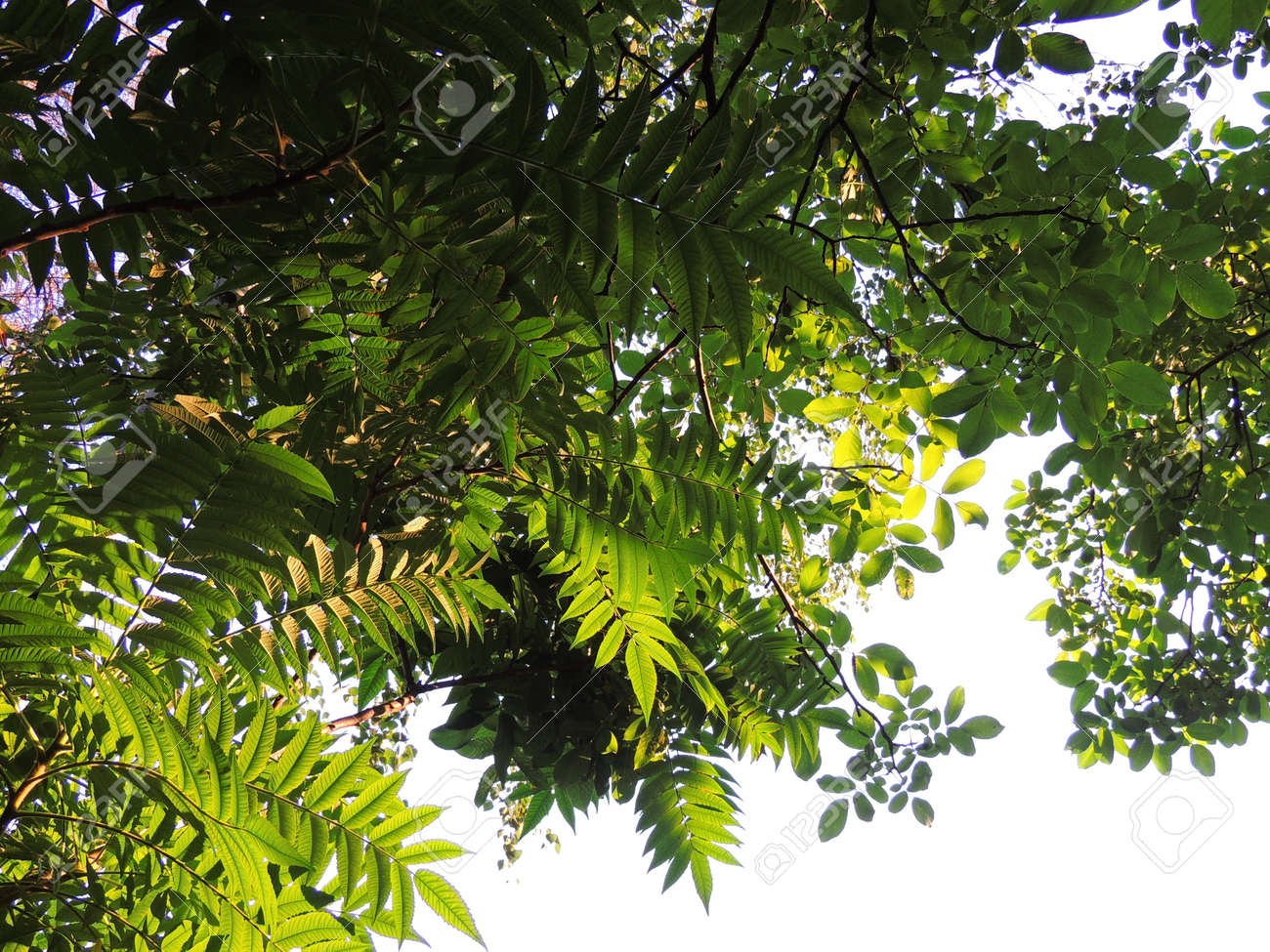 夏緑の庭の木の木陰に の写真素材 画像素材 Image 夏緑の庭の木の木陰に の写真素材 画像素材 Image
