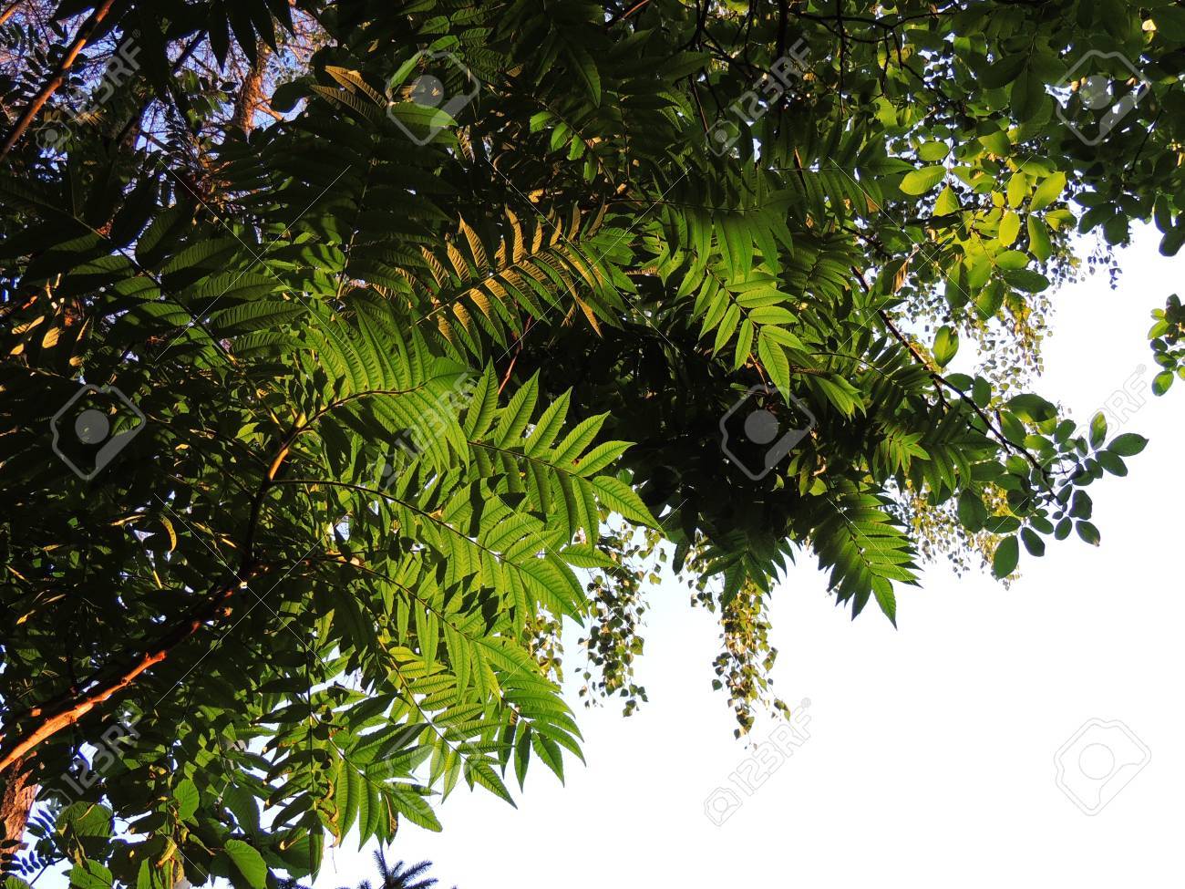 夏緑の庭の木の木陰に の写真素材 画像素材 Image 夏緑の庭の木の木陰に の写真素材 画像素材 Image