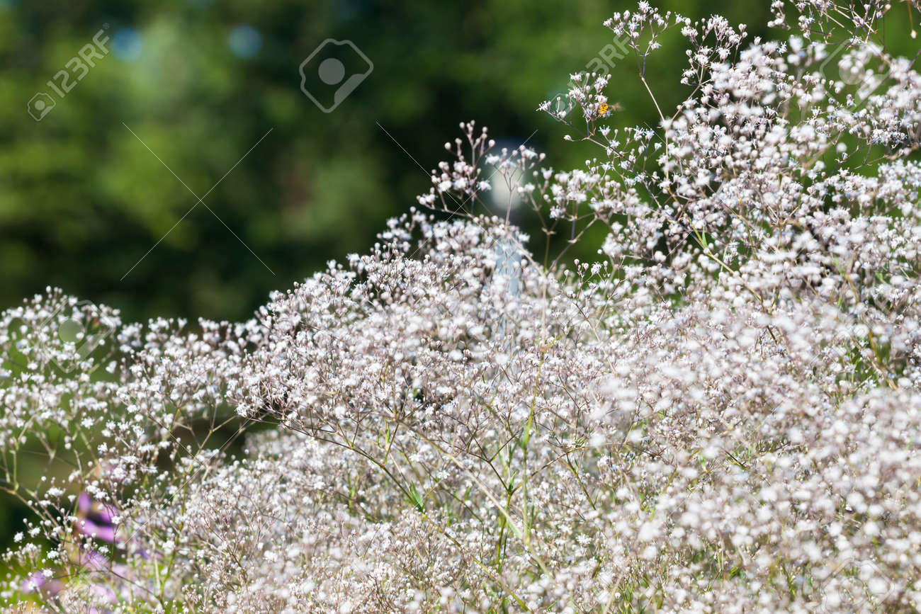 庭に咲くかなり小さい白い花 の写真素材 画像素材 Image