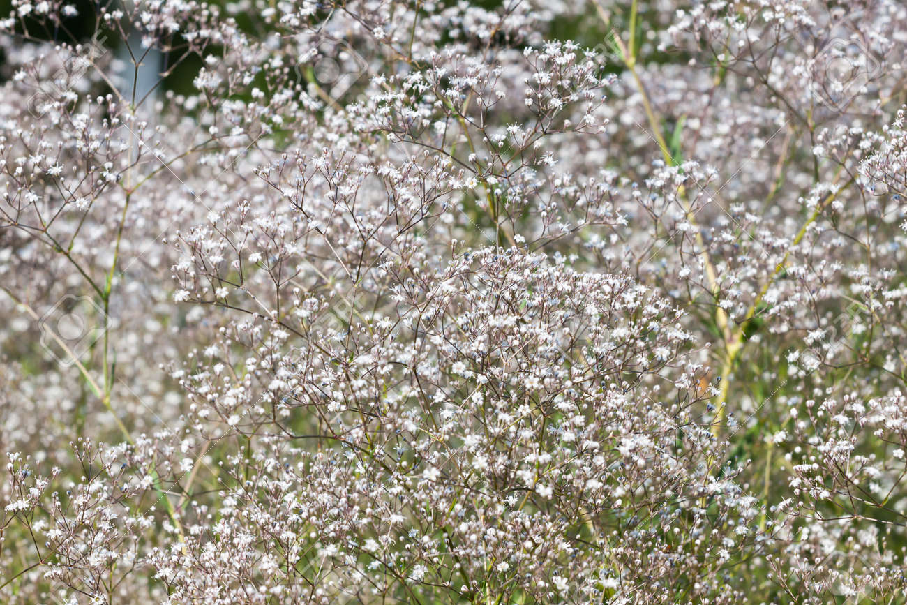 庭に咲くかなり小さい白い花 の写真素材 画像素材 Image 庭に咲くかなり小さい白い花 の写真素材 画像素材 Image