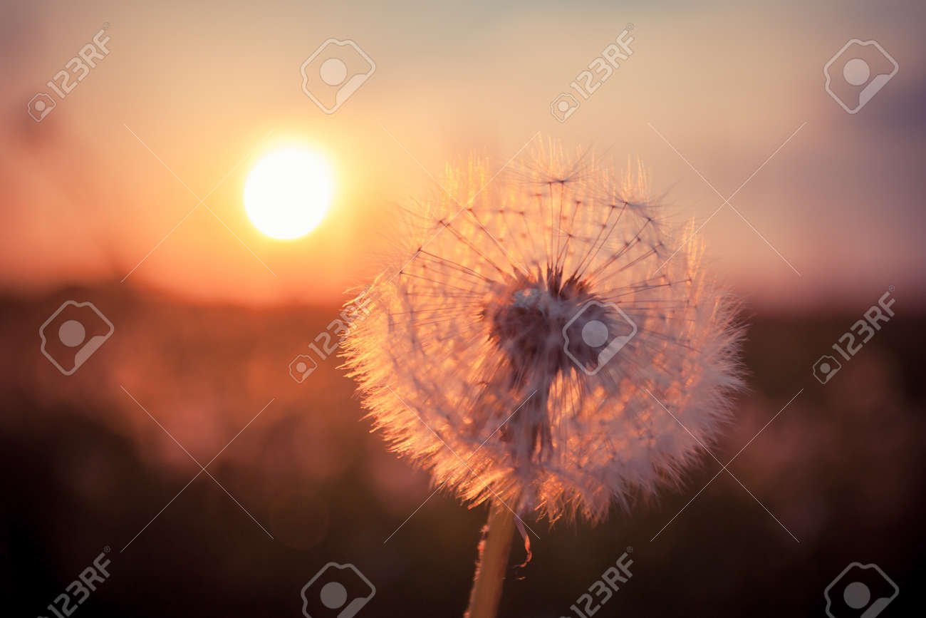 Dandelions in meadow at red summer sunset - 20193514 Dandelions in meadow at red summer sunset - 20193514