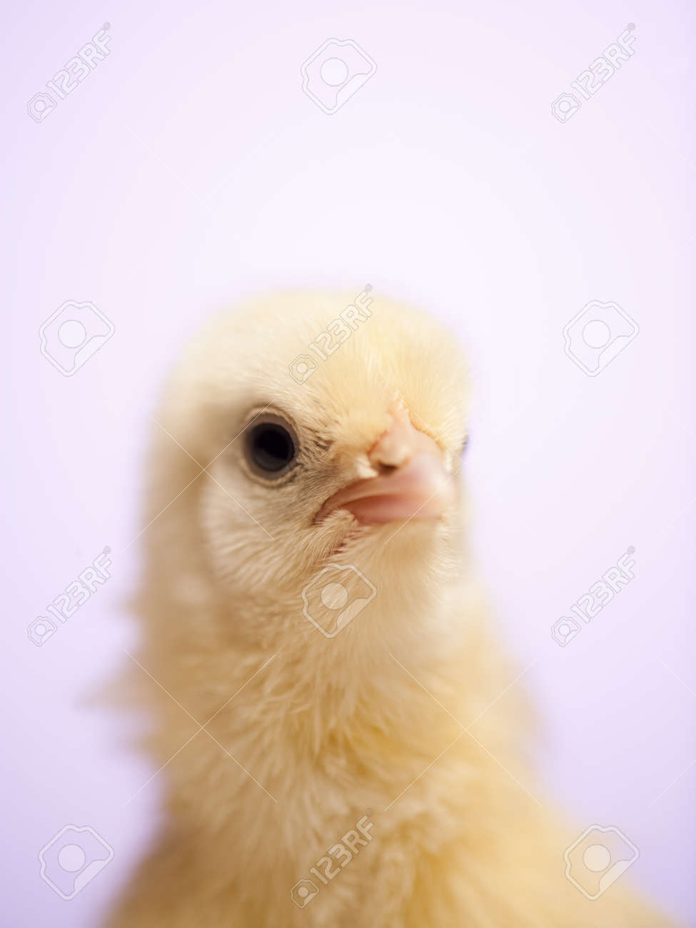 newly hatched chick with egg shell stock photo picture and royalty
