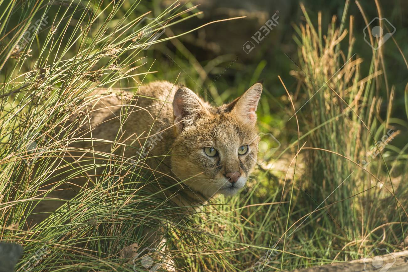 Камышовый кот хаус. Камышовый кот хаус. Камышовый кот млекопитающие. Камышовый кот млекопитающие. Камышовый кот (хаус) (felis chaus).