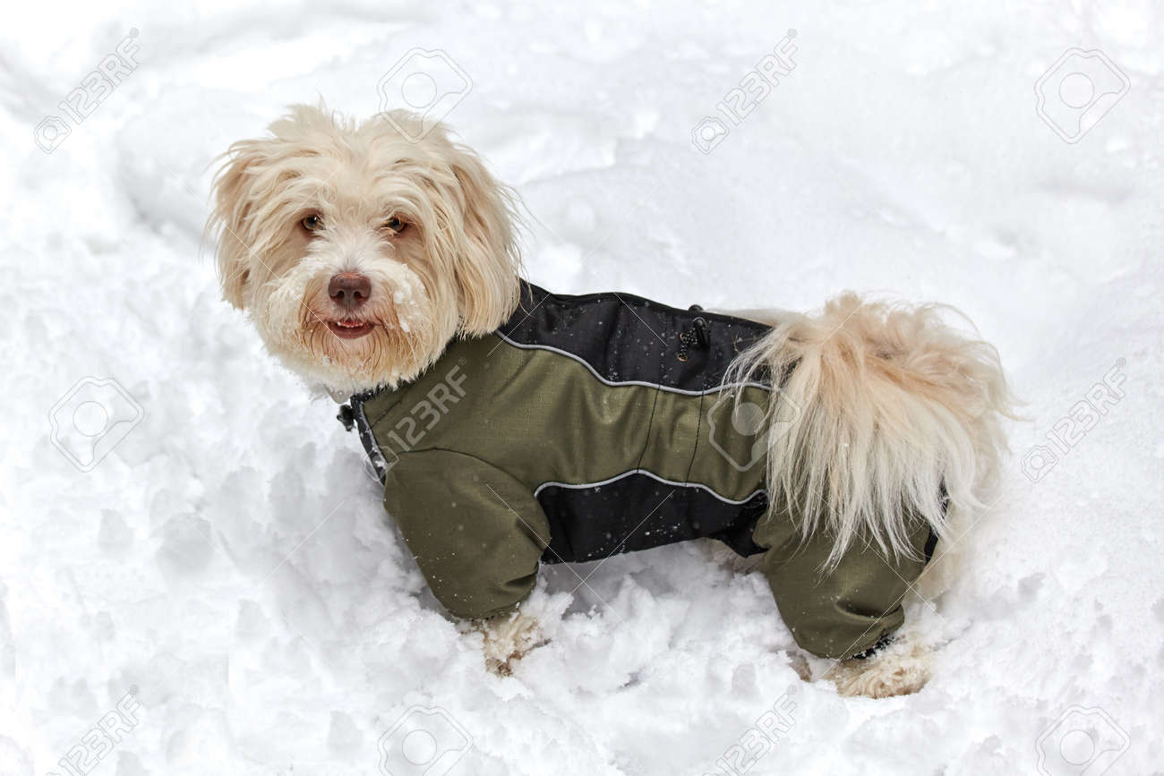 havanese blowing coat