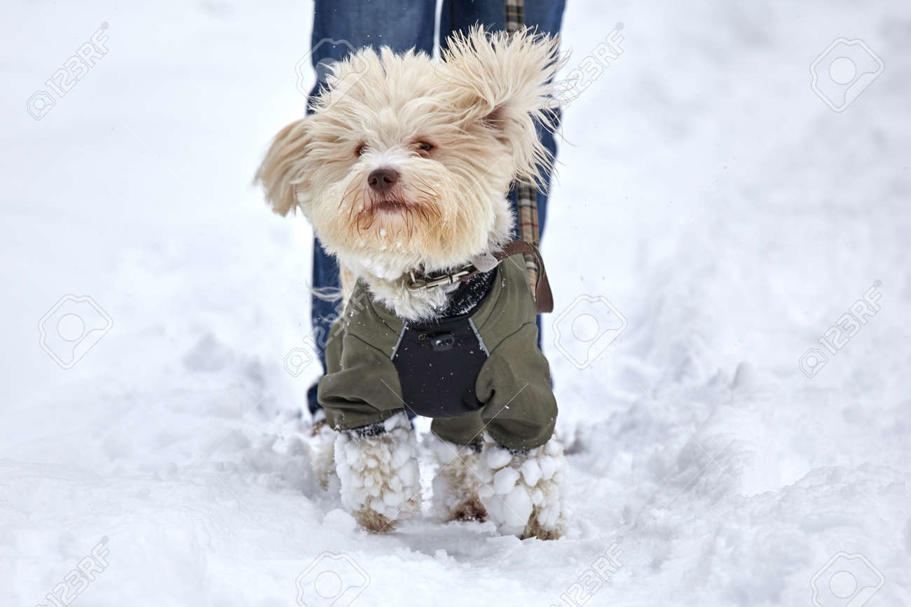 havanese dog clothes