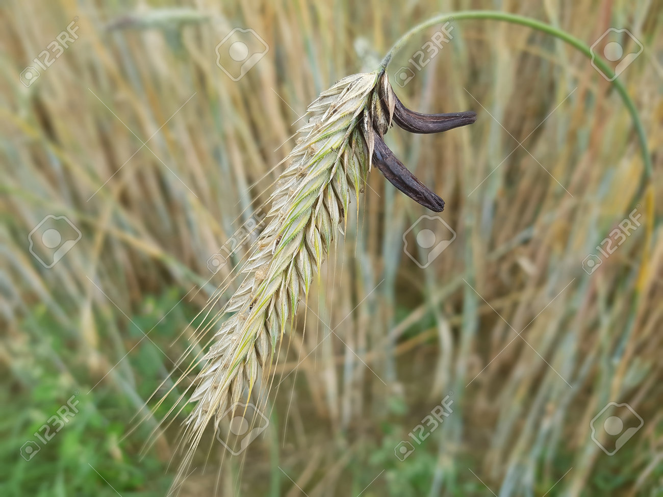 ergot parazita vagy