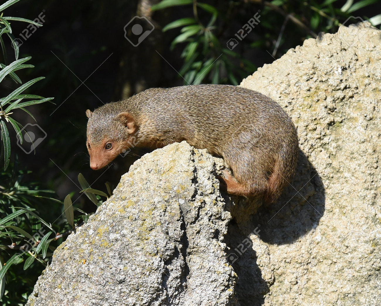 etiam-dictum-ipsum-a-felis