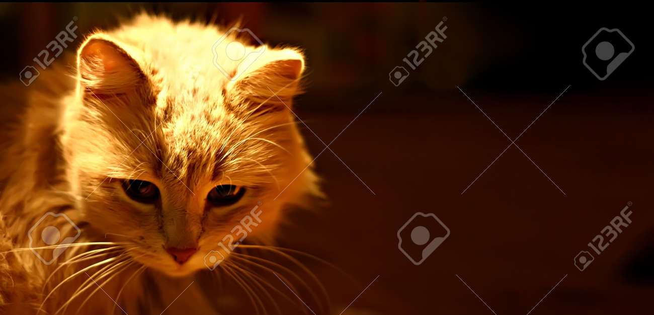 etiam-dictum-ipsum-a-felis