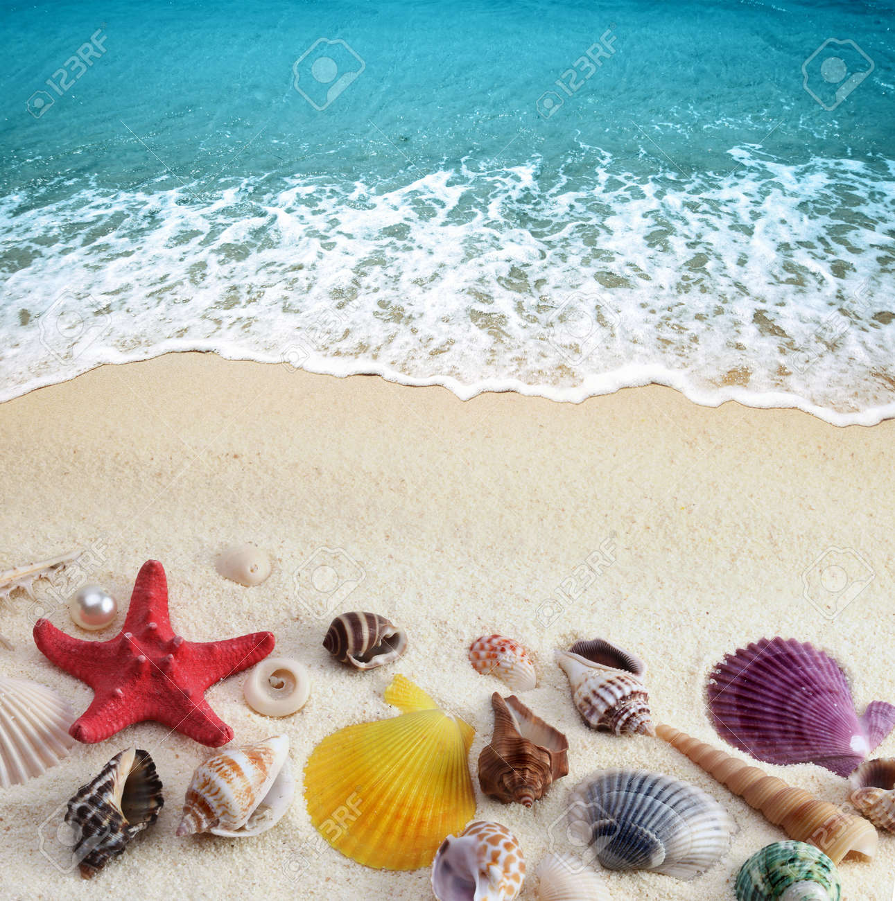 sea shells on sand beach Sea Shells sea shells on sand beach Sea Shells