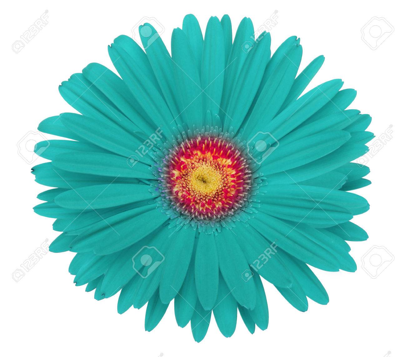 Turquoise Gerbera Flower Stock Photo Picture And Royalty Free Image Image