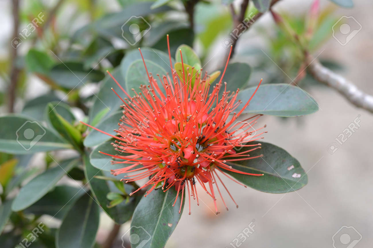 etiam-dictum-ipsum-a-felis