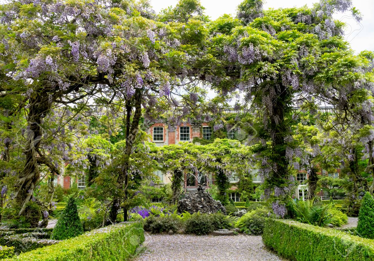 at least, Im assuming thats the back garden of Bantry House in Cork, with the front garden In terms of dating the photo, the greenhouse/conservatory/lean-to Thats some back garden | at least, Im assuming thats