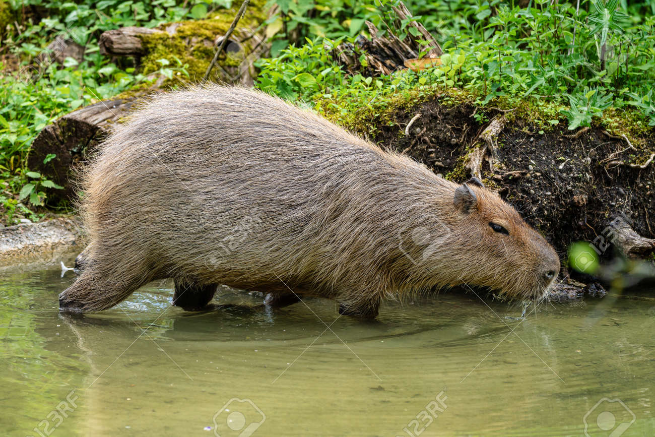 The Capybara, Hydrochoerus Hydrochaeris Is A Mammal Native To South America. It Is The Largest Living Rodent In The World. Stock Photo, Picture And Royalty Free Image. Image 128810435. The Capybara, Hydrochoerus Hydrochaeris Is A Mammal Native To South America. It Is The Largest Living Rodent In The World. Stock Photo, Picture And Royalty Free Image. Image 128810435.