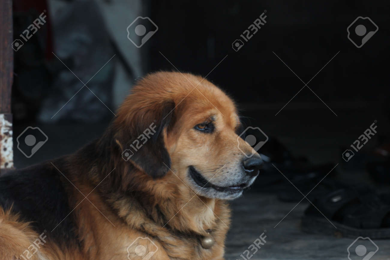 etiam-dictum-ipsum-a-felis