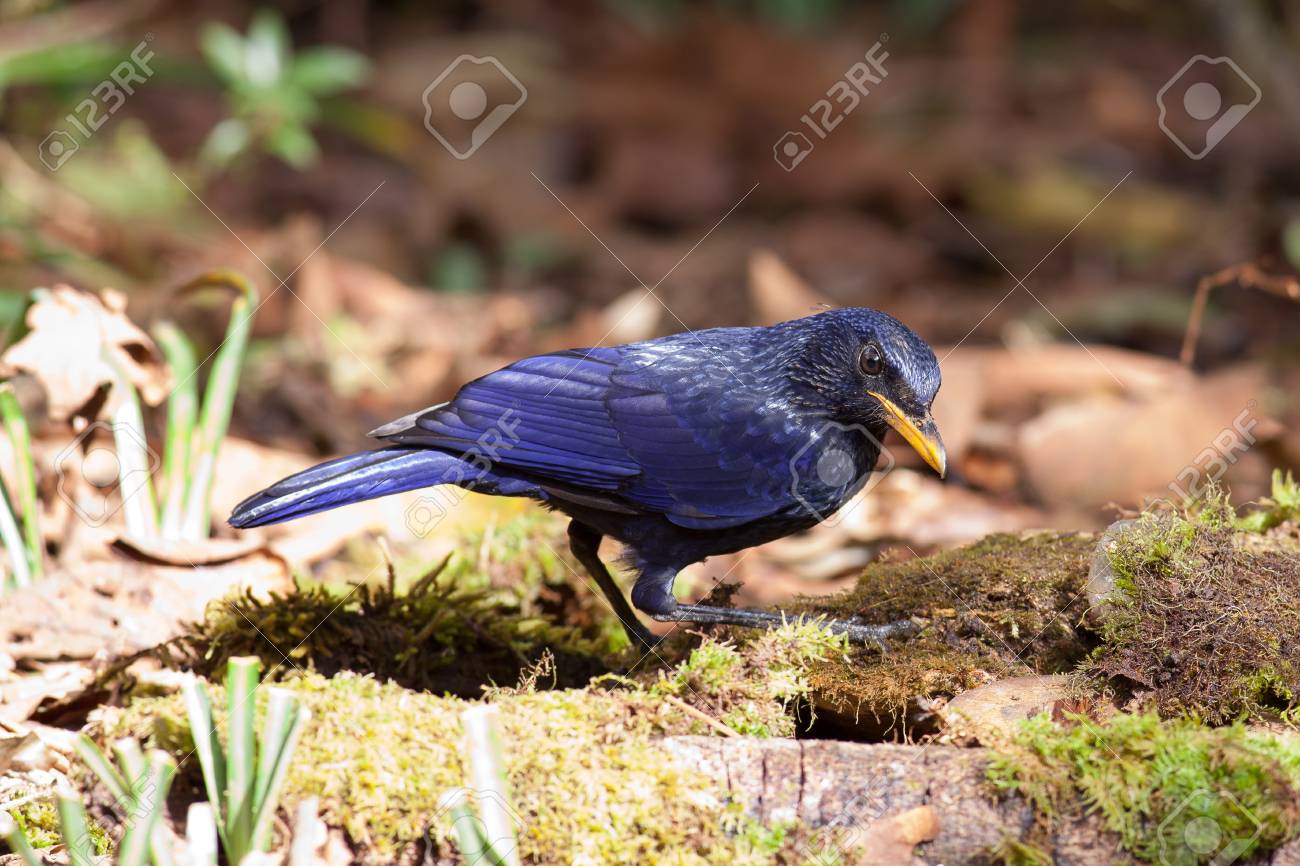 etiam-dictum-ipsum-a-felis