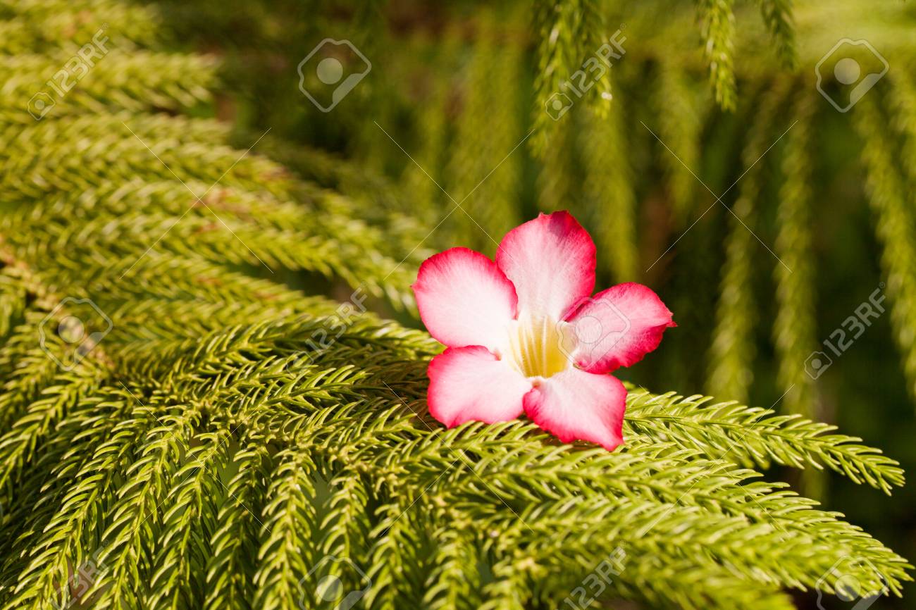 砂漠のバラ Furtree あるいは松緑のとげのある枝に花 の写真素材 画像素材 Image