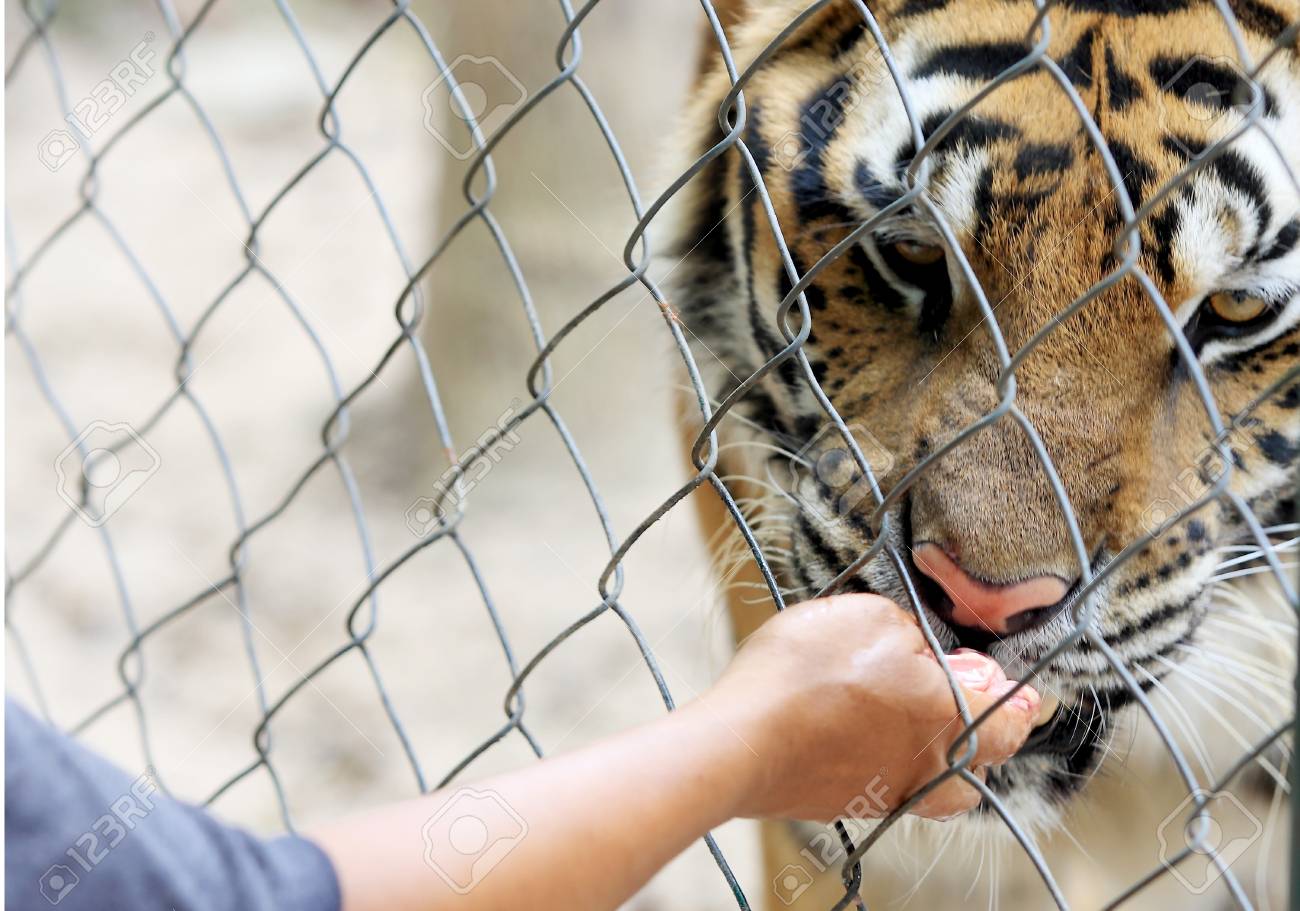 etiam-dictum-ipsum-a-felis