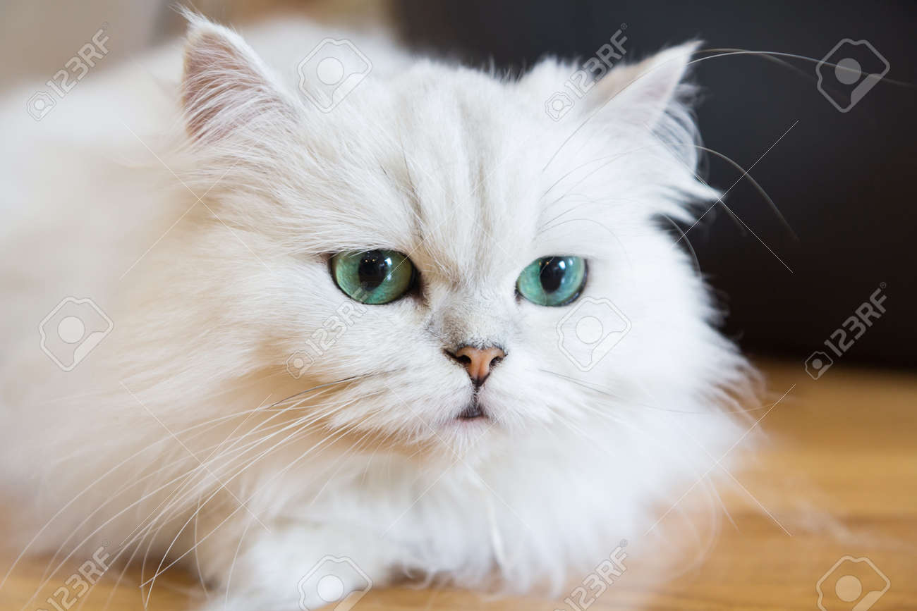 白いペルシャ猫の写真素材・画像素材 Image 66259112 白いペルシャ猫の写真素材・画像素材 Image 66259112